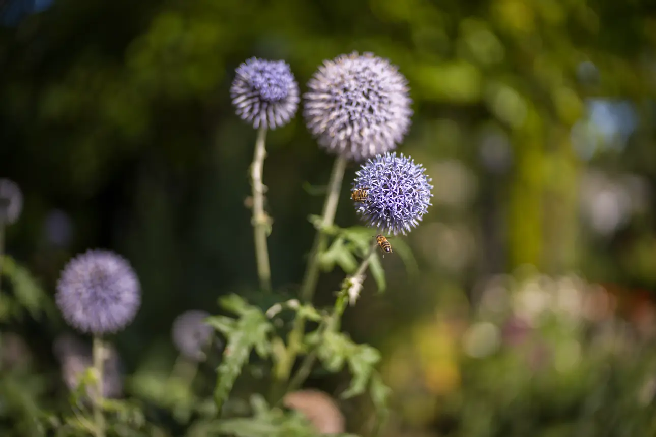 Leica_Noctilux_35mm_3840x2560px_01_0.jpg